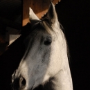 Ronja 2008