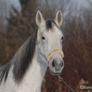 Ronja 2008
