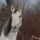 Ronja 2008