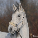 Ronja 2008