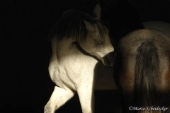 Ronja 2009