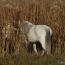 Ronja im Herbst