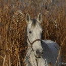 Ronja im Herbst