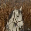 Ronja im Herbst