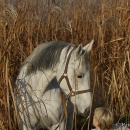 Ronja im Herbst
