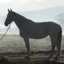 Ronja im Herbst