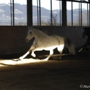 Maestoso Alea und Ronja