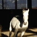 Maestoso Alea und Ronja