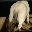 Maestoso Alea und Ronja