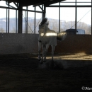 Maestoso Alea und Ronja