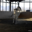 Maestoso Alea und Ronja