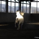 Maestoso Alea und Ronja