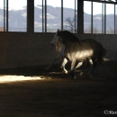 Maestoso Alea und Ronja