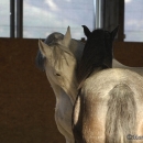 Maestoso Alea und Ronja