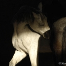 Maestoso Alea und Ronja