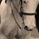 Ronja - Barockes Reiten mit Richard Hinrichs