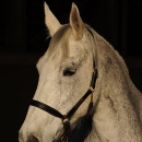 Ronja