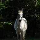 Ronja