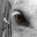 Ronja