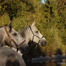 Maestoso Alea & Ronja in der Frutz
