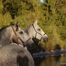 Maestoso Alea & Ronja in der Frutz