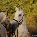 Maestoso Alea & Ronja in der Frutz