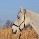 c2011-01-01-0261