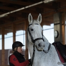 Barockes Reiten mit Richard Hinrichs