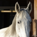 Barockes Reiten mit Richard Hinrichs