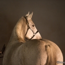 Nebelfotoshooting 2011