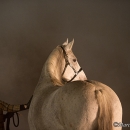 Nebelfotoshooting 2011