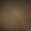 Nebelfotoshooting 2011