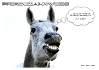 Pferdezahnweiss