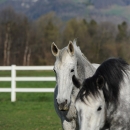 Ronja & M.Alea - April 2012