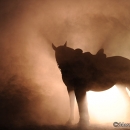 Nebelfotoshooting 2012 Tag 1