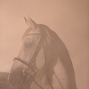 Nebelfotoshooting 2012 Tag 1