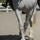 Reitkurs mit Desmond O’Brien - 2012