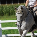 Reitkurs mit Desmond O’Brien - 2012