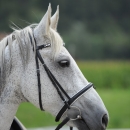 Reitkurs mit Desmond O’Brien - 2012