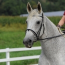 Reitkurs mit Desmond O’Brien - 2012