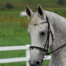 Reitkurs mit Desmond O’Brien - 2012