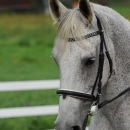 Reitkurs mit Desmond O’Brien - 2012