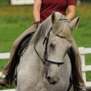 Reitkurs mit Desmond O’Brien - 2012