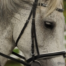 Reitkurs mit Desmond O’Brien - 2012