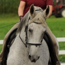 Reitkurs mit Desmond O’Brien - 2012