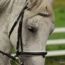 Reitkurs mit Desmond O’Brien - 2012