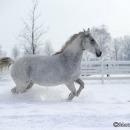 Winter 2012