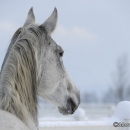 Winter 2012