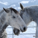 Winter 2012