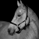 Ronja - Nachtshooting